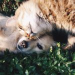 Health for Pet: conheça o plano de saúde para seu animalzinho